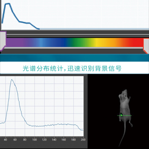 活体动物成像